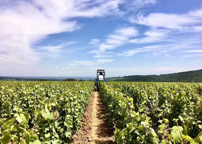 Domaine Joseph Lafarge Wine Resort B&B